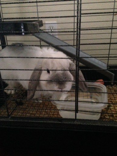 Organizedselling_pinky